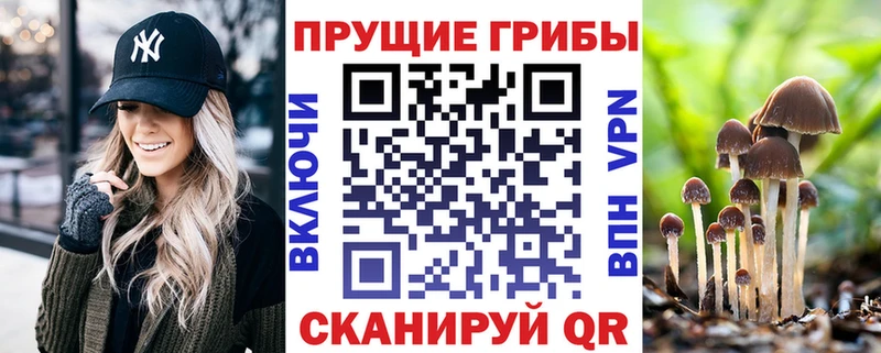 блэк спрут ТОР Абдулино Псилоцибиновые грибы Psilocybe